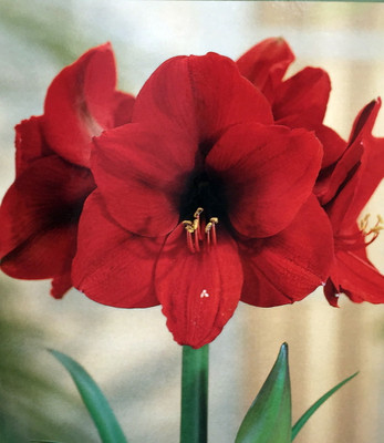 Amaryllis Kit Red Lion - Gift Box - Large Bulb - Pot and Soil - Netherland