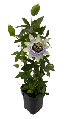 Clear Sky Passion Vine Plant on Trellis - Passiflora - 5" Pot