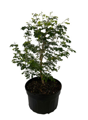 texas ebony tree bonsai