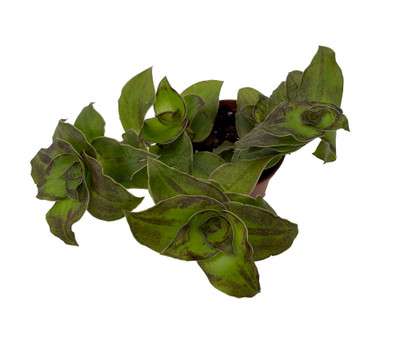 Dragon Tail Callisia soconuscensis - 2.5" Pot- Collector's Series