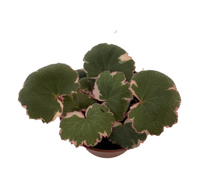 Variegated Strawberry Begonia Plant - 2.5" Pot - Collector's Series