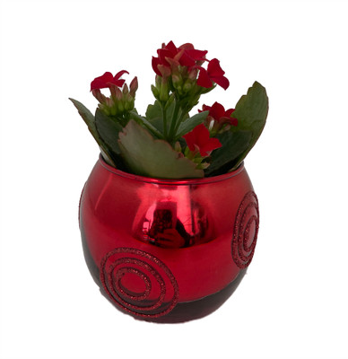 Red Spiral Holiday Ornament Planter with Live Kalanchoe Plant - 3" x 3"