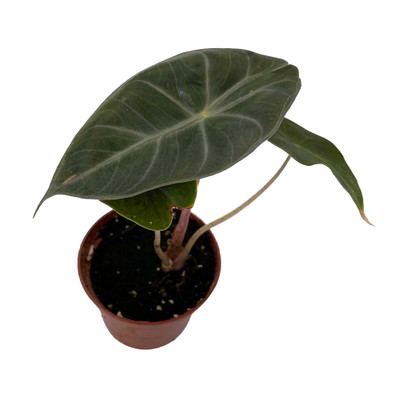 Alocasia Pink Princess - Elephant Ears - Pink Stems - 2.5" Pot