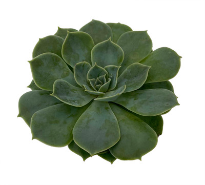 Green Rose - Echeveria imbricata - Easy to Grow Succulent - 2.5" Pot