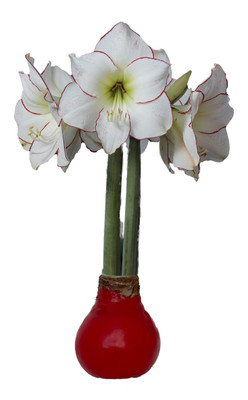 Picasso Red Waxed Jumbo Amaryllis - Immediate Shipping for Holiday Blooms