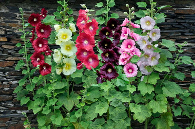 Hollyhock Perennial Mix Seeds, 100 Seeds