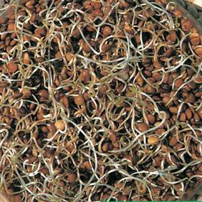Lentil Sprouting Seeds -30 grams - Tasty nutty flavored