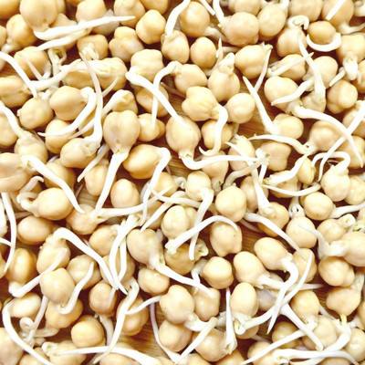 Organic Garbanzo Bean Sprouts - 4 OZ
