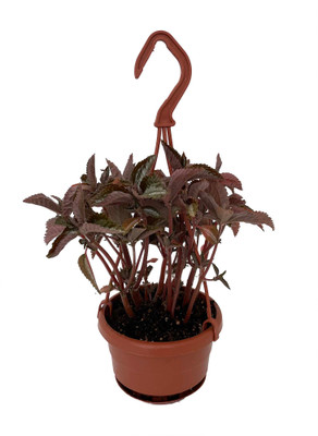 Silver Tree Pilea spruceana - Friendship Plant - 4" Mini Hanging Basket