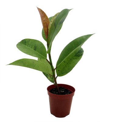 Rare Elastica 'shivereana' Ficus - Moonshine Rubber Tree  - 4" Pot