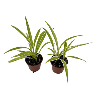 Ocean Spider Plant - 2 Plants 2" Pots - Cleans the Air