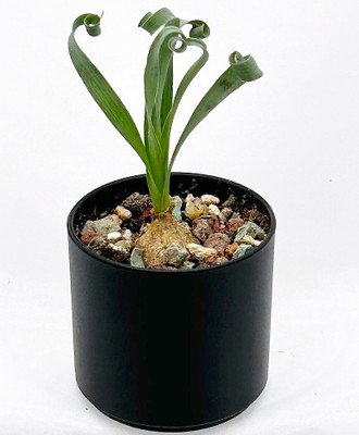 Rare Curling Ribbon Succulent Plant - Albuca concordiana - 2" Pot