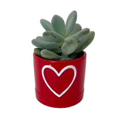 Red Truffle Heart Ceramic Vase with Live Succulent Plant - 3"