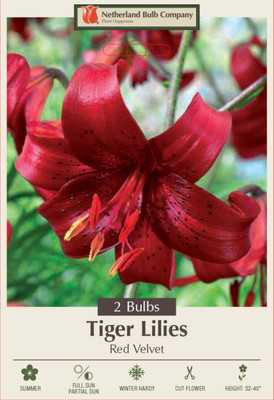 Red Velvet Asiatic Lily 2 Bulbs 14/16cm - Briliant Red