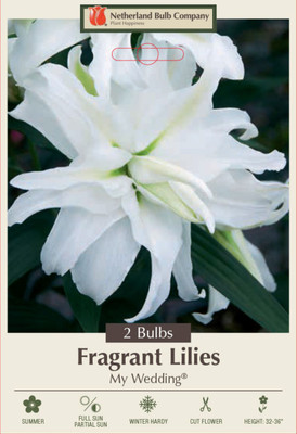 My Wedding Double Oriental Lily 2 Bulbs 16/18cm - White Double