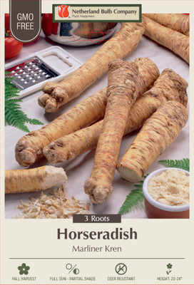 Bohemian Marliner Kren Horseradish -  Hardy Perennial - Bareroot 3 Crowns