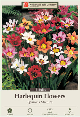 Wand Flower Mixture - 15 Bulbs 5/+ cm - Sparaxis - Brilliant Colors!