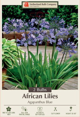 Blue Agapanthus - 2 Roots - Long Summer Blooms