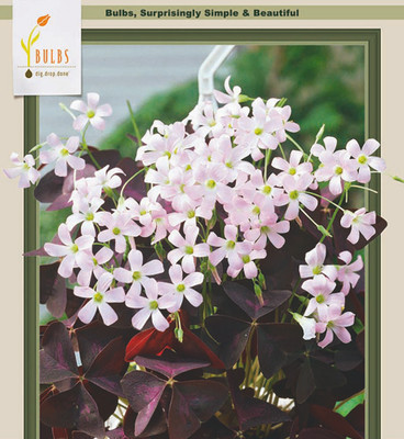 Purple Rain Shamrock - The Love Plant - Edible - Oxalis triangularis - 5 Bulbs