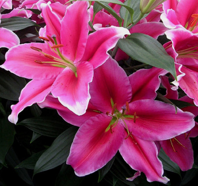 Lake Carey Oriental Lily - 2 Bulbs 16/18cm - Huge 10" Pink Blooms