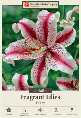 Dizzy Oriental Lily - 2 Bulbs 16/18cm - Bi-Colored Brilliance