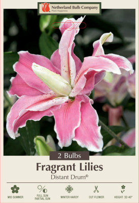 Distant Drum Double Oriental Lily 2 Bulbs 16/18cm - Rose/Pink