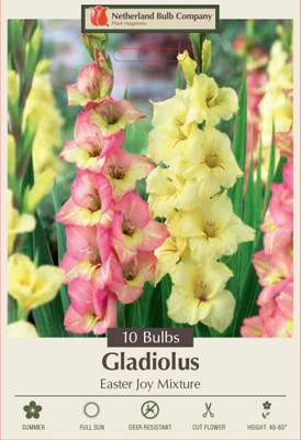 Easter Joy Mix Large Flowering Gladiolus 10 Bulbs 12/14 cm