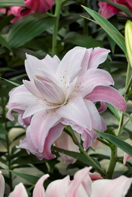 Lotus Queen Oriental Lily - 2 Bulbs 16/18cm - Pink Double Blooms