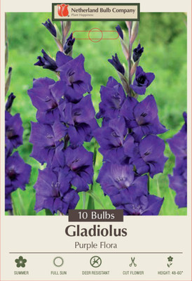 Purple Flora Gladiolus 10 Bulbs - 12/14 cm - Rich Violet Purple
