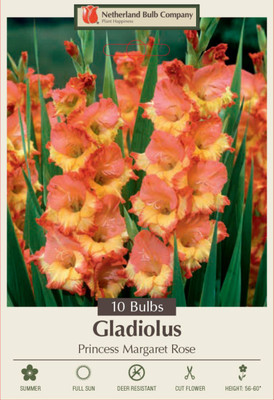 Princess Margaret Rose Large Flowering Gladiolus Hybrid - 10 Bulbs 12/14 cm