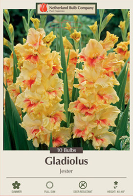 Jester Large Flowering Gladiolus - 10 Bulbs 12/14 cm