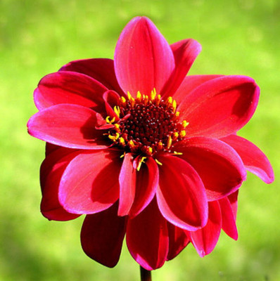 Dark Angel Dracula Dahlia 2 Root Clumps - Dark Foliage - Compact Growth