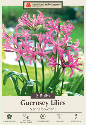 Japanese Spider Lily Nerine bowdenii Lily - 2 Bulbs - Deep Persian Rose Color!