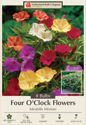Four O'Clocks Mixed Colors - 8 Roots - Mirabilis jalapa