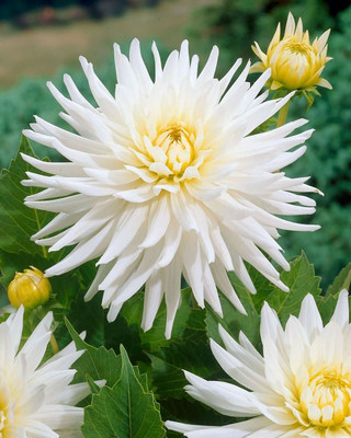 My Love Semi-Cactus Dahlia - 2 Top Size Root Clumps - White Star Flower