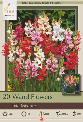 Wand Flower Mix - Ixia - 20 Bulbs - Exquisite Color! - 5/+ cm Bulbs