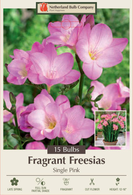 Pink Single Freesia - 15 Bulbs - Fragrant Blooms - 6/+ cm Bulbs