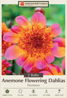 Floorinoor Powder-Puff Dahlia 2 Bulb Clumps - Bright Pink and Orange