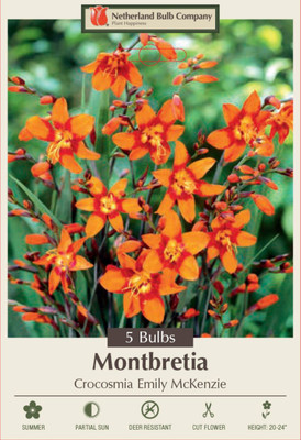 Emily Mckenzie Crocosmia 5 Bulbs 8/10 cm - Very Hardy