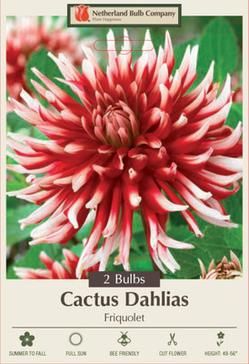 Friquolet Cactus Dahlia - 2 Top Size Root Clumps