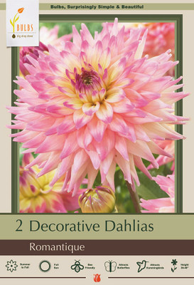 Romantique Decorative Dahlia - #1 Size Root Clump -Blush Colored Blooms