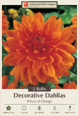 Prince of Orange Semi-Dinnerplate Dahlia - 2 Root Clumps