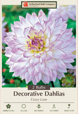 Crazy Love Semi Dinnerplate Dahlia - 2 Root Clumps