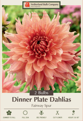 Fairway Spur Decorative Dinnerplate Dahlia - 2 Bulb Clumps