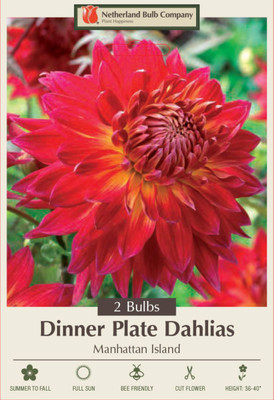 Manhattan Island Decorative Dahlia - 2 Bulb Clumps