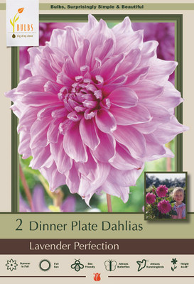 Lavender Perfection Dinnerplate Dahlia - 2 Bulb Clumps