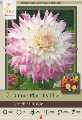 Ferncliff Illusion Dinnerplate Cacti Dahlia - 2 Root Clumps