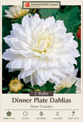 Snow Country Dinnerplate Dahlia - 2 Bulb Clumps