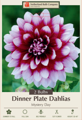 Mystery Day Decorative Dahlia - 2 Bulb Clumps - Deep Burgundy!