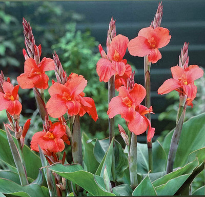 Miss Oklahoma Canna - 2 Rhizomes - 2/3 Eye